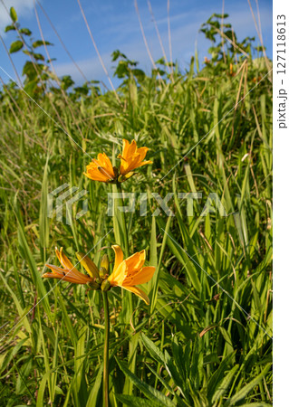 夏の湿原に咲く黄色い花 127118613
