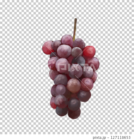 油畫風格繪製的葡萄插圖 127118653