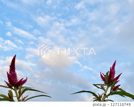 秋空と赤いケイトウの花 秋空と赤いケイトウの花 127118749