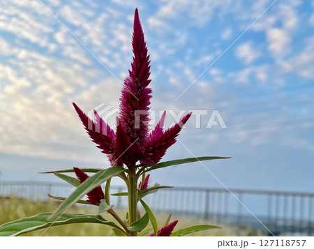 秋空と赤いケイトウの花 127118757