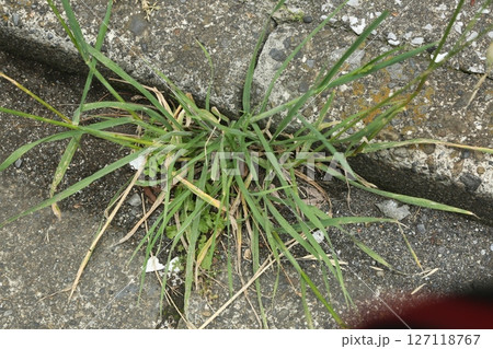 近所を歩いた 近所を歩いた 127118767