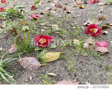地面に落ちる赤いツバキの花 127119202