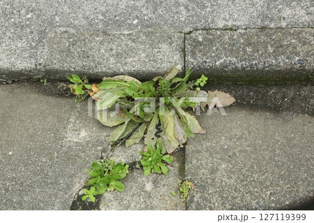 近所を歩いた 近所を歩いた 127119399