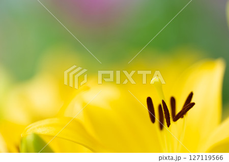 夏の花・ユリのしべと柔らかなボケ背景 夏の花・ユリのしべと柔らかなボケ背景 127119566