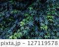 青紅葉 127119578