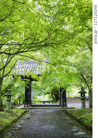 初夏の新緑が美しい秋月城跡 黒門 初夏の新緑が美しい秋月城跡 黒門 127120248