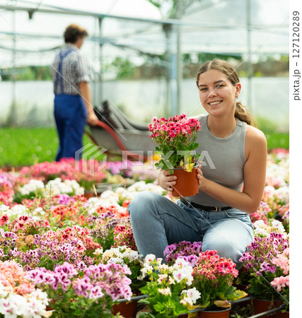 Woman holding pot with pink kalanchoe flowers in greenhouse Woman holding pot with pink kalanchoe flowers in greenhouse 127120289