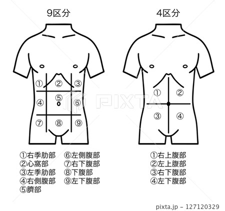 腹部の区分図、9区分と4区分、線画 127120329