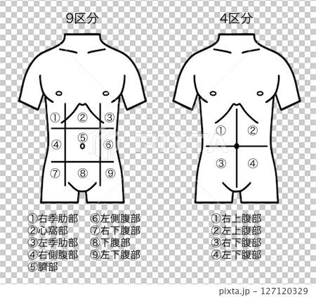 腹部の区分図、9区分と4区分、線画 127120329