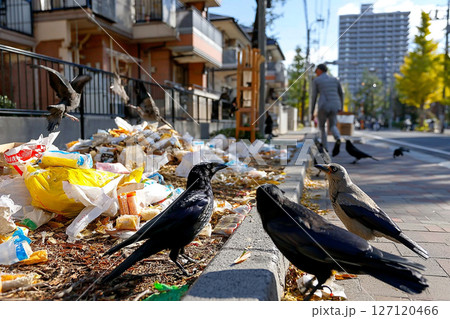 街中でゴミを荒らすカラスと増え続ける都市の環境問題 街中でゴミを荒らすカラスと増え続ける都市の環境問題 127120466