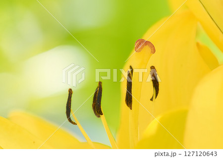 ユリの花の蕊 127120643