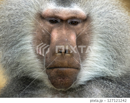 Male hamadryas baboon monkey ape close up portrait 127121242
