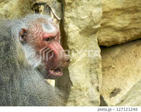 hamadryas baboon monkey ape close up portrait hamadryas baboon monkey ape close up portrait 127121248