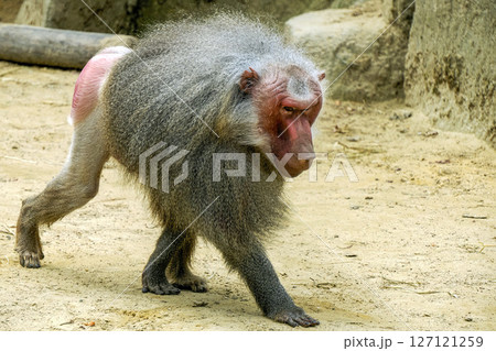 Male hamadryas baboon monkey ape close up portrait Male hamadryas baboon monkey ape close up portrait 127121259
