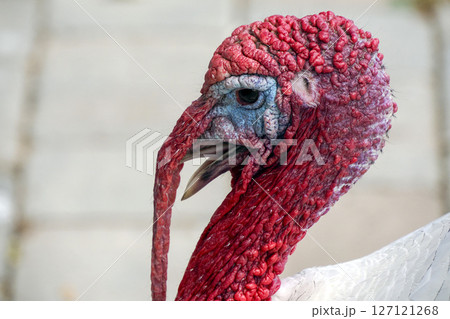 A turkey close up portrait A turkey close up portrait 127121268