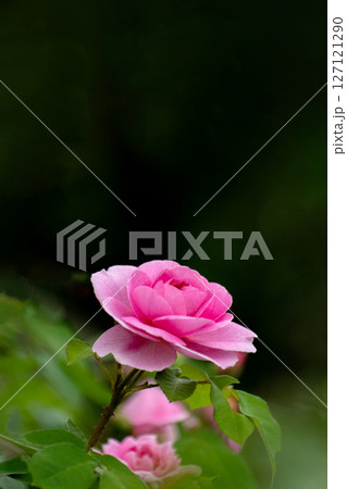 ピンク一輪色のバラのクローズアップ素材 127121290