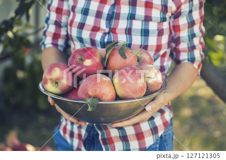 woman farmer in jeans and a plaid shirt holding a bowl of apples in her hands standing in an orchard 127121305