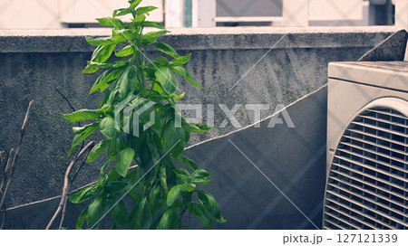 ベランダのプランターで成長したバジル 127121339