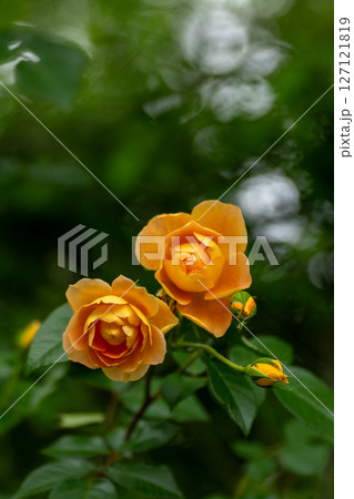 五月のバラ、クローズアップ素材 127121819