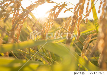黄金色に実る収穫前の稲穂 127121923