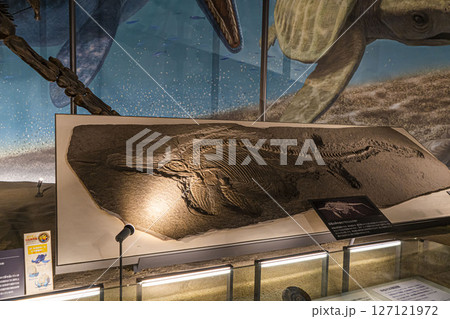 恐竜博物館 恐竜博物館 127121972
