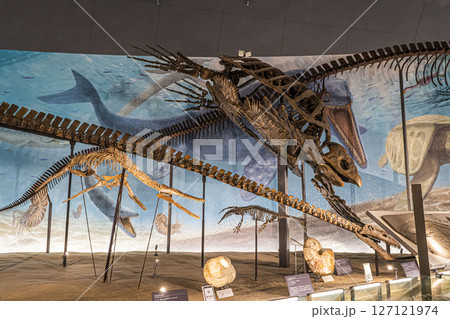 恐竜博物館 恐竜博物館 127121974