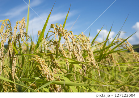 黄金色に実る収穫前の稲穂 127122004