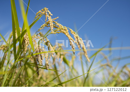 黄金色に実る収穫前の稲穂 127122012