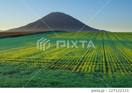 快晴の青空を背景に朝日に光る緑の牧草地と後方羊蹄山の風景 Ver3 快晴の青空を背景に朝日に光る緑の牧草地と後方羊蹄山の風景 Ver3 127122123