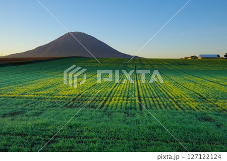 快晴の青空を背景に朝日に光る緑の牧草地と後方羊蹄山の風景 Ver2 快晴の青空を背景に朝日に光る緑の牧草地と後方羊蹄山の風景 Ver2 127122124