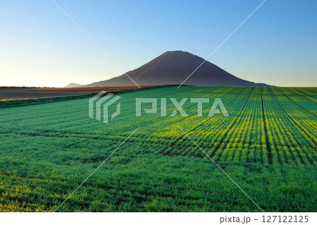 快晴の青空を背景に朝日に光る緑の牧草地と後方羊蹄山の風景　Ver1 127122125