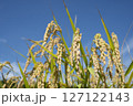 黄金色に実る収穫前の稲穂 127122143