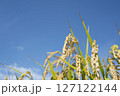 黄金色に実る収穫前の稲穂 127122144