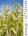 黄金色に実る収穫前の稲穂 127122146