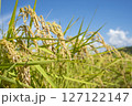 黄金色に実る収穫前の稲穂 127122147