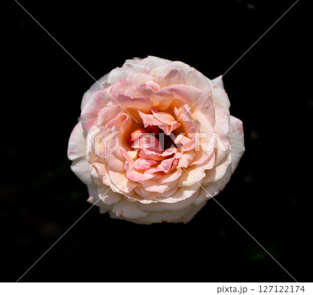 五月のバラ、G.Dルイーズ 127122174