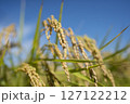 黄金色に実る収穫前の稲穂 127122212