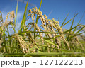 黄金色に実る収穫前の稲穂 127122213