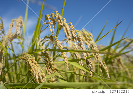黄金色に実る収穫前の稲穂 127122213