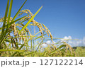 黄金色に実る収穫前の稲穂 127122214