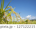 黄金色に実る収穫前の稲穂 127122215