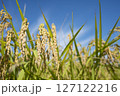 黄金色に実る収穫前の稲穂 127122216