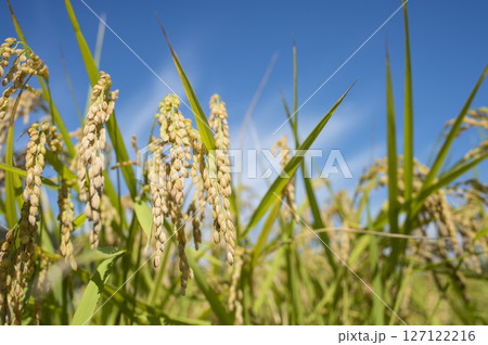 黄金色に実る収穫前の稲穂 127122216