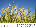 黄金色に実る収穫前の稲穂 127122217