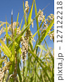 黄金色に実る収穫前の稲穂 127122218