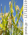 黄金色に実る収穫前の稲穂 127122219