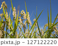 黄金色に実る収穫前の稲穂 127122220