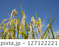 黄金色に実る収穫前の稲穂 127122221