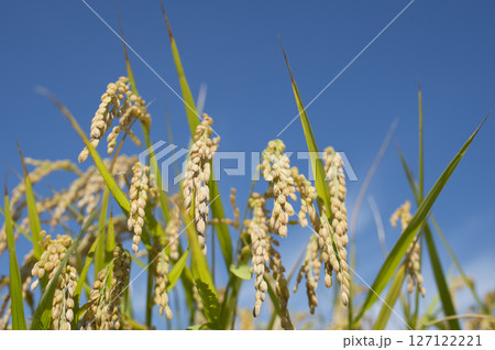 黄金色に実る収穫前の稲穂 127122221