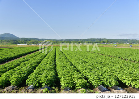 初夏の北海道江差町でジャガイモ畑の風景を撮影 初夏の北海道江差町でジャガイモ畑の風景を撮影 127122915